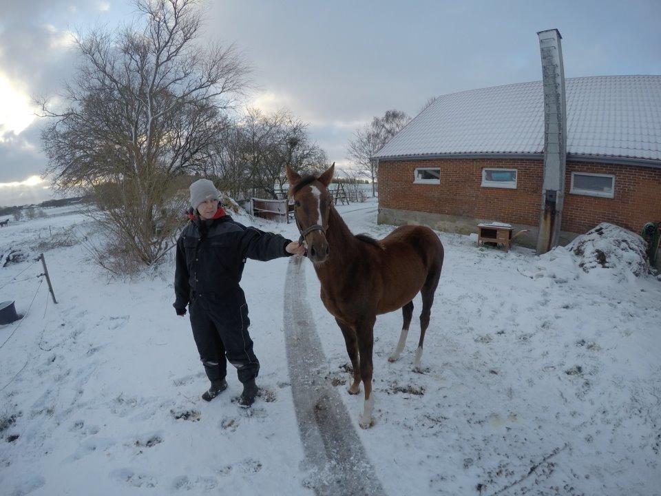 DSP Keilow's I'm Alive  (Liv) billede 7