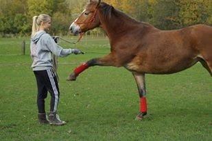 Anden særlig race My soulmate - Wariant <3 billede 9