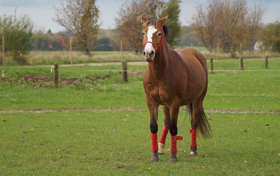 Anden særlig race My soulmate - Wariant <3 billede 12