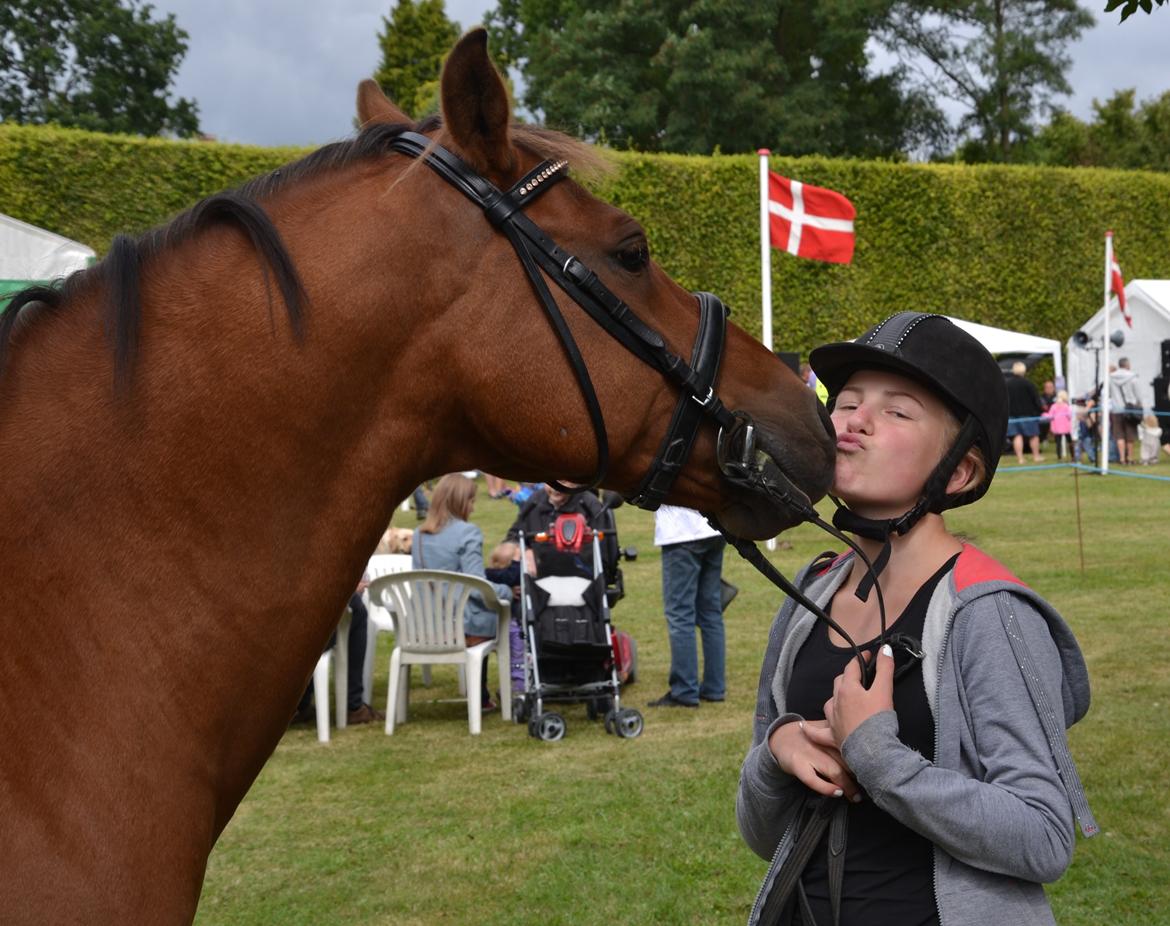 Hollandsk Sportspony Djordi billede 9