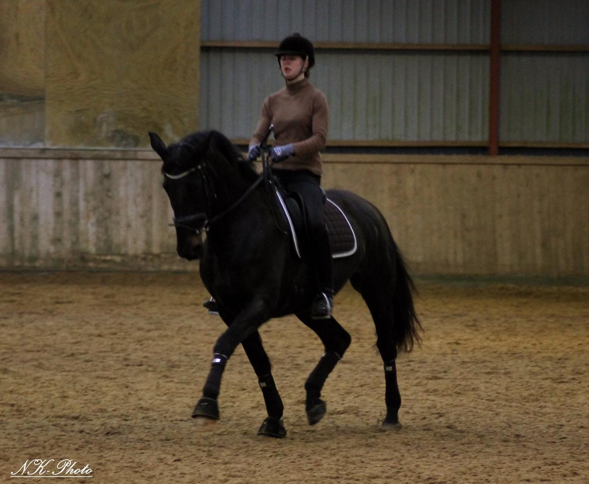 Anden særlig race Chili billede 10