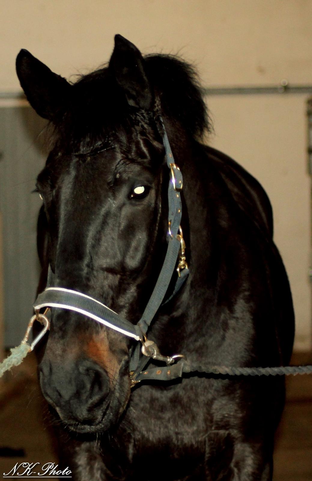 Anden særlig race Chili billede 6