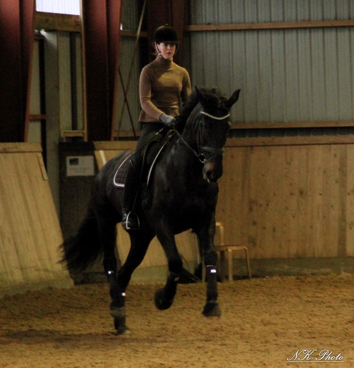 Anden særlig race Chili billede 14