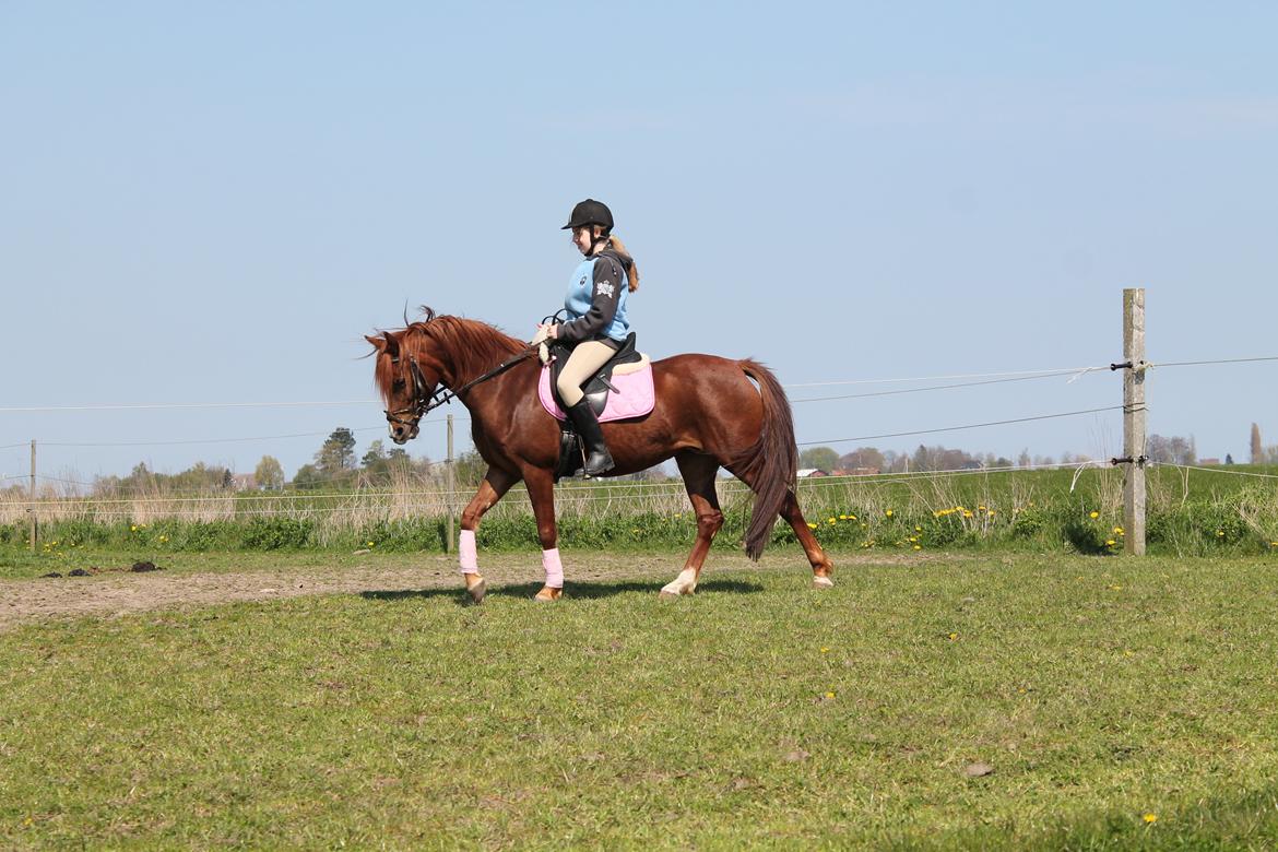 Palomino Golden Pegasus Cassiopeia billede 1