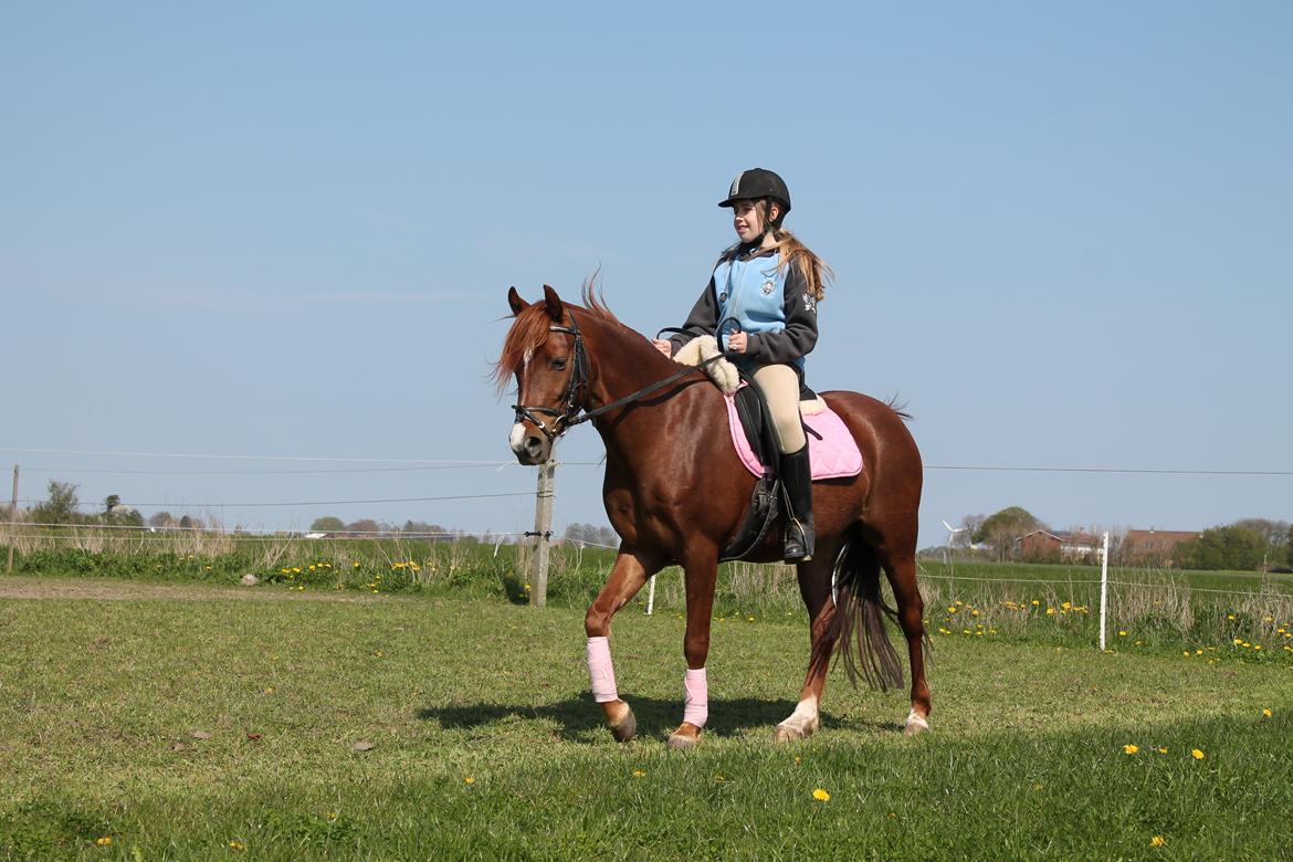 Palomino Golden Pegasus Cassiopeia billede 19