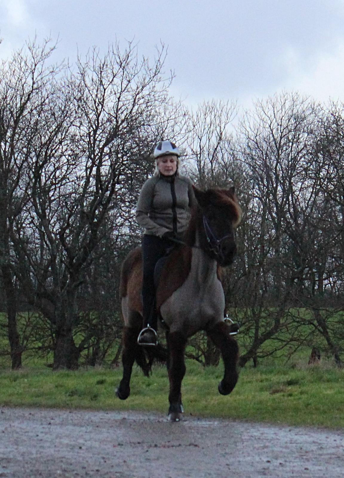 Islænder Ösp frá Ey I billede 6