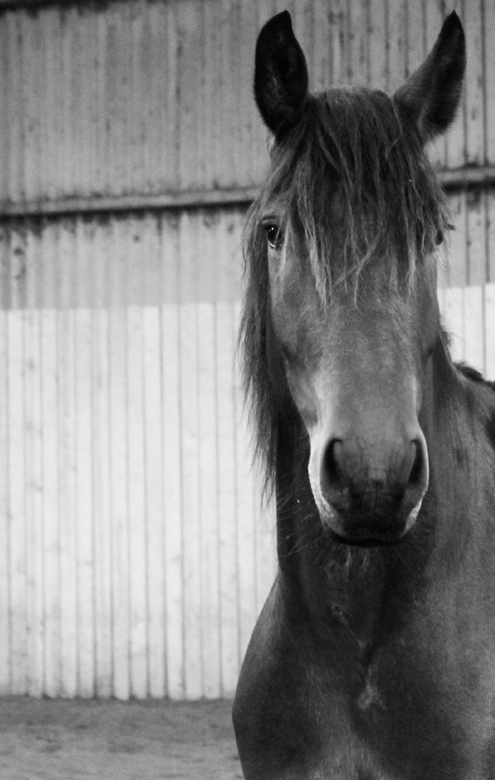 Barockpferd Silas billede 2