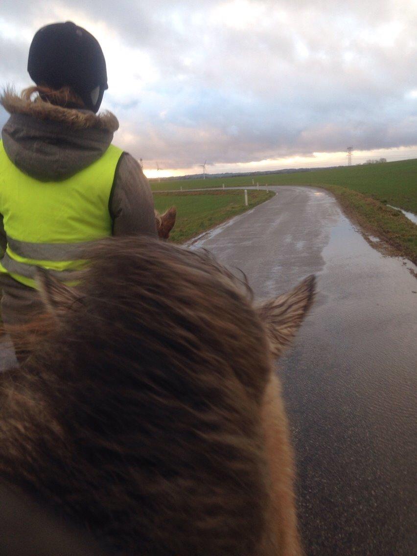 Islænder Fengur - Første gang på tur billede 2
