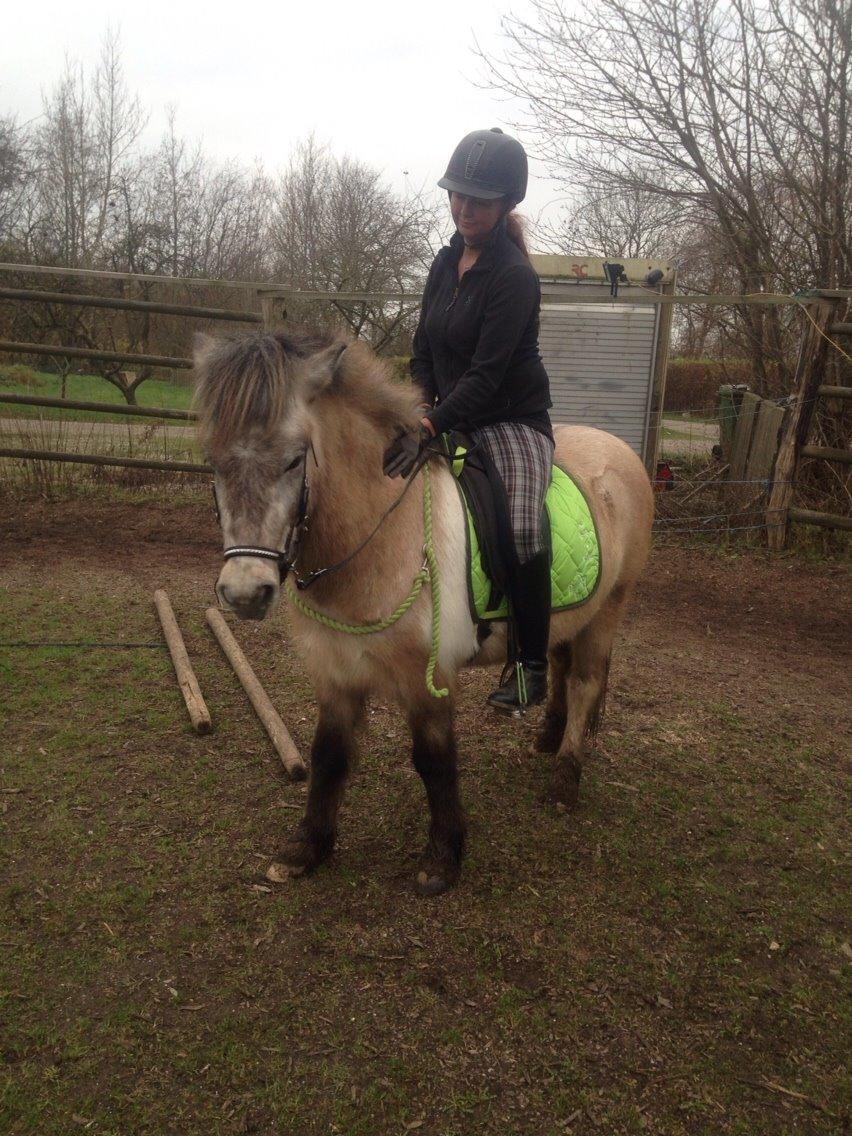 Islænder Fengur billede 3