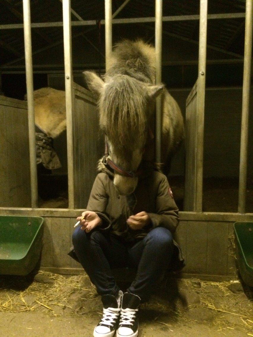 Islænder Fengur billede 4