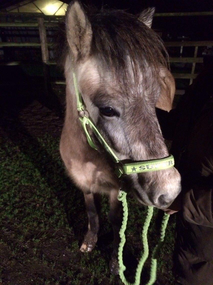 Islænder Fengur billede 5
