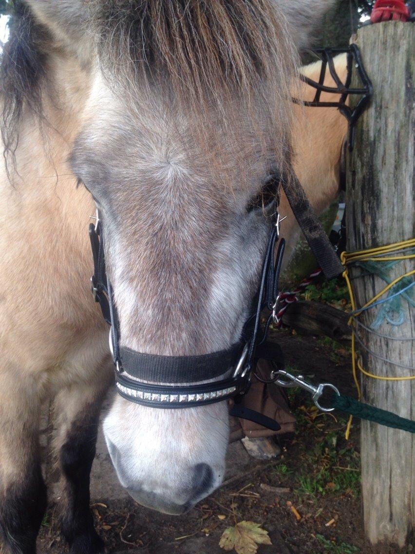 Islænder Fengur billede 6