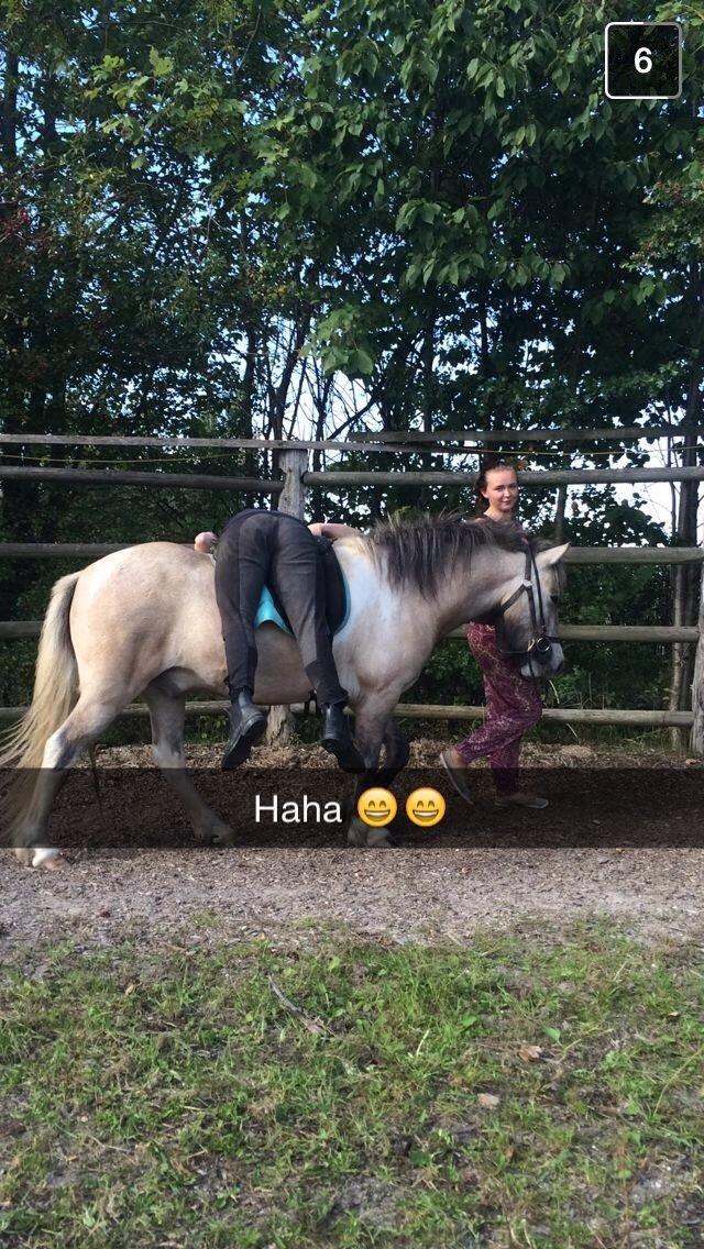 Islænder Fengur billede 7