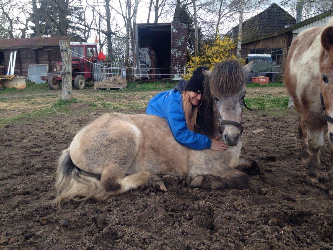 Islænder Fengur billede 8