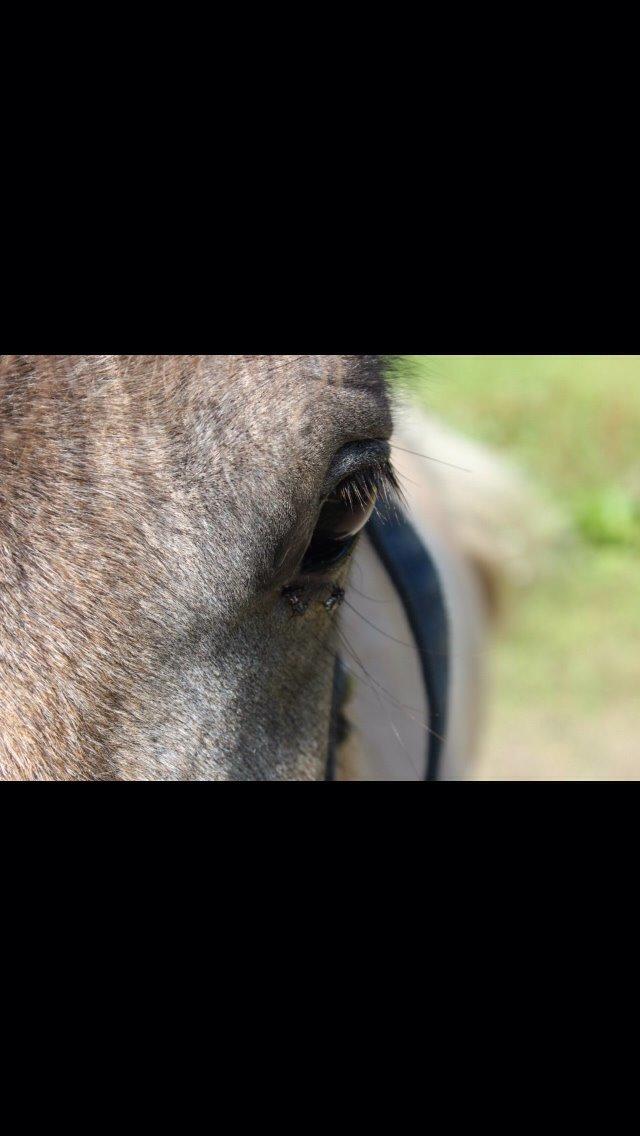 Islænder Fengur billede 9