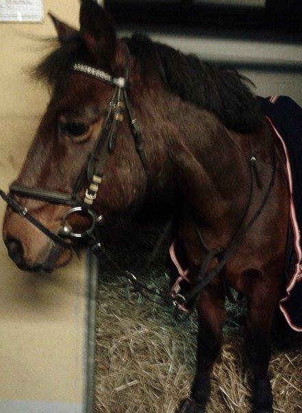 Anden særlig race ~ Jarl  - Et lille billede inden spring-undervisning<3 billede 5