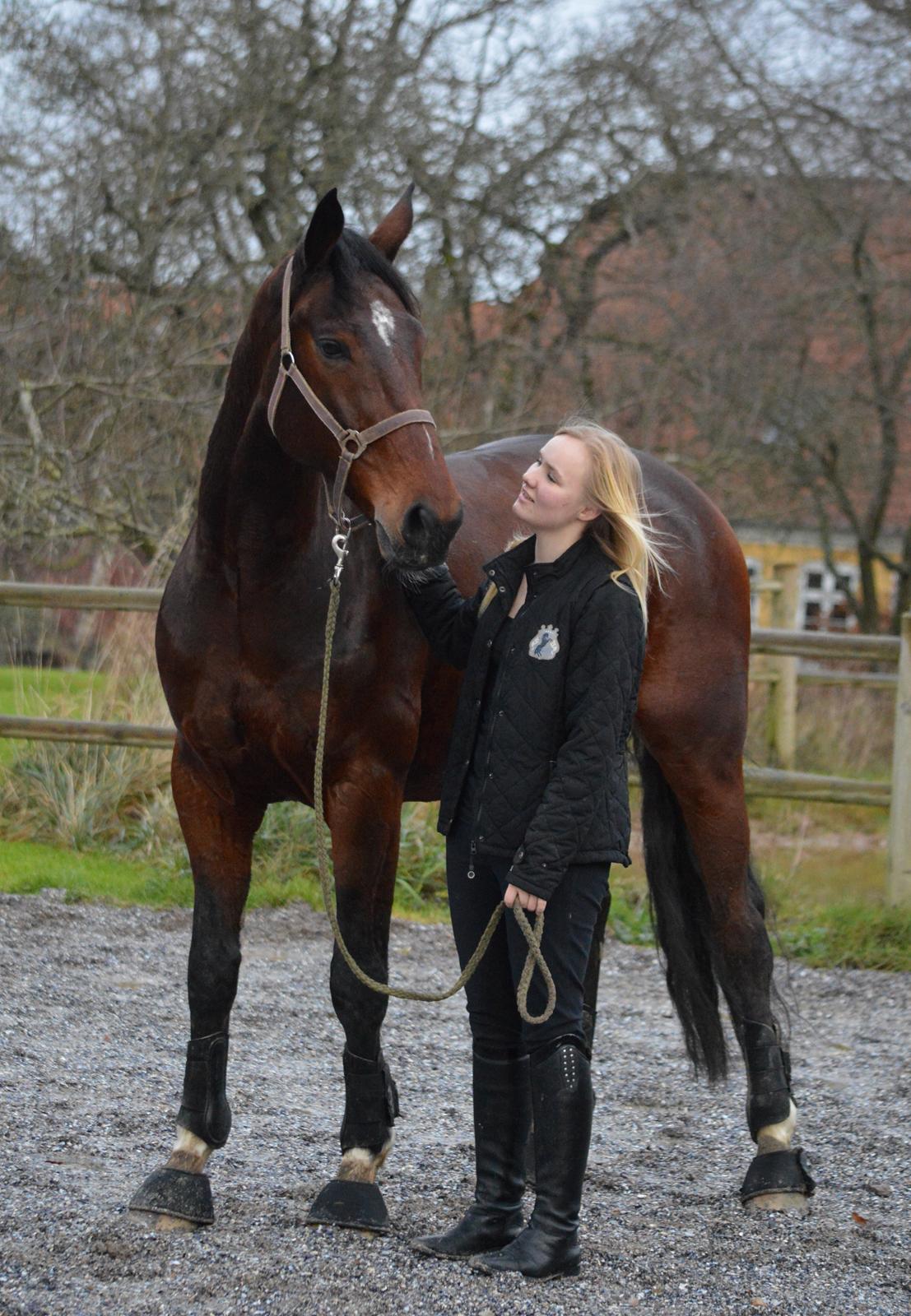 Dansk Varmblod Kunzen (Kenzo) billede 1