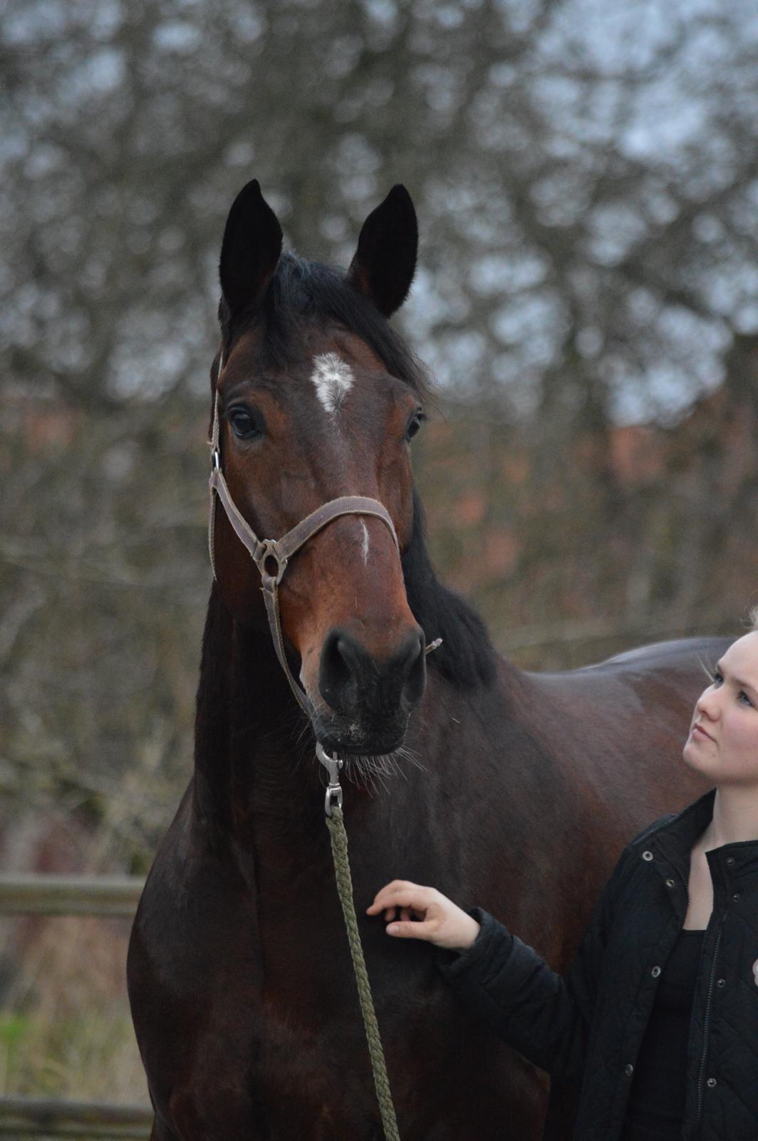 Dansk Varmblod Kunzen (Kenzo) billede 2