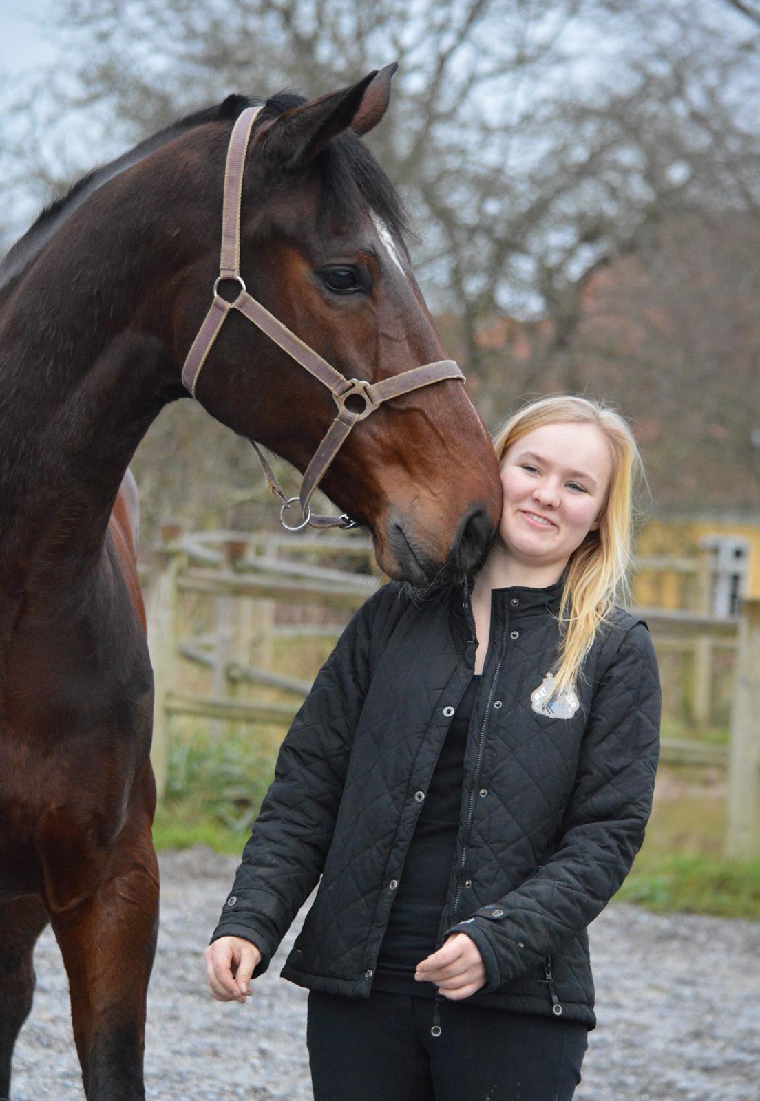 Dansk Varmblod Kunzen (Kenzo) billede 3