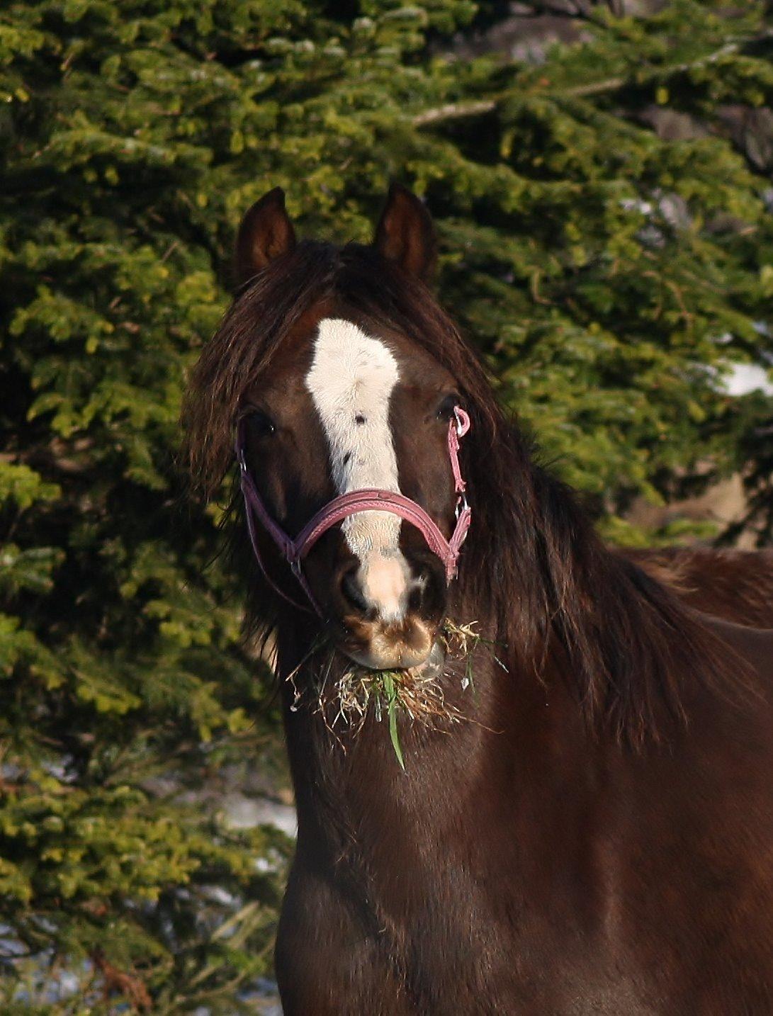 Welsh Pony af Cob-type (sec C) Maesllwch Lilibet billede 33