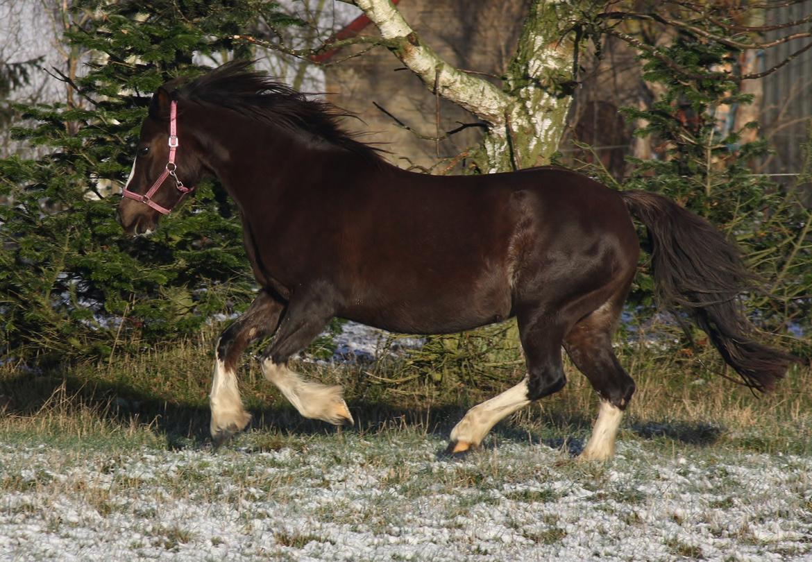 Welsh Pony af Cob-type (sec C) Maesllwch Lilibet billede 34