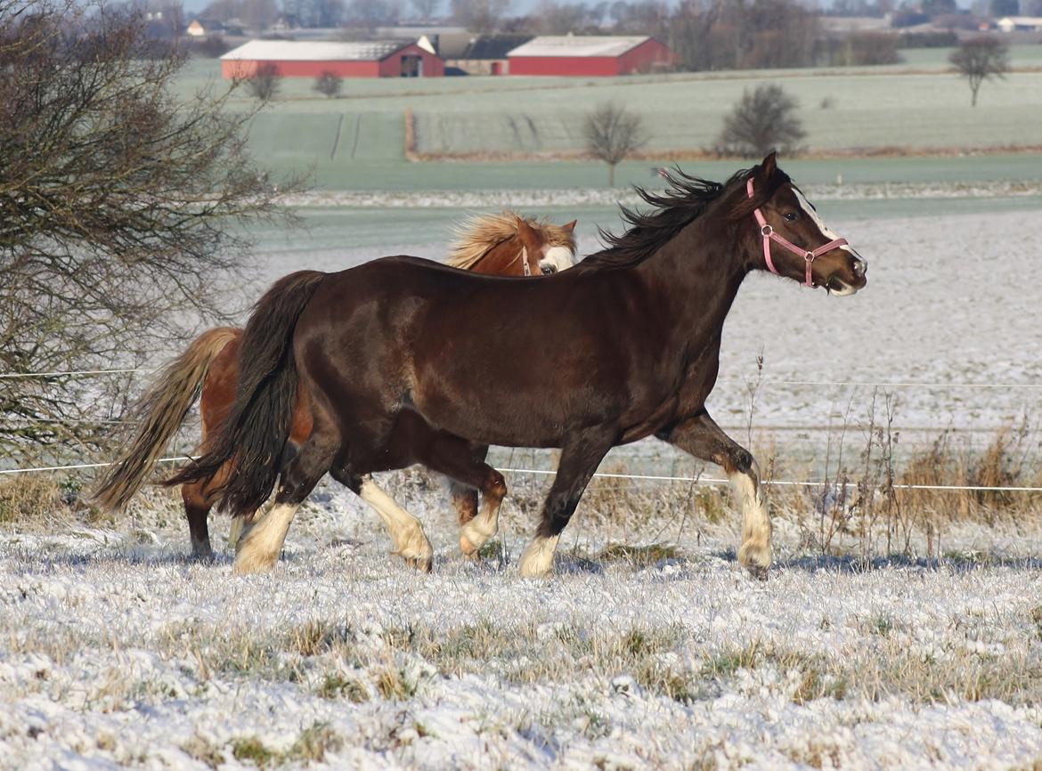 Welsh Pony af Cob-type (sec C) Maesllwch Lilibet billede 35