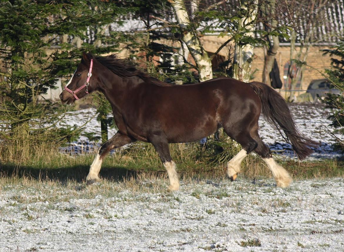 Welsh Pony af Cob-type (sec C) Maesllwch Lilibet billede 36