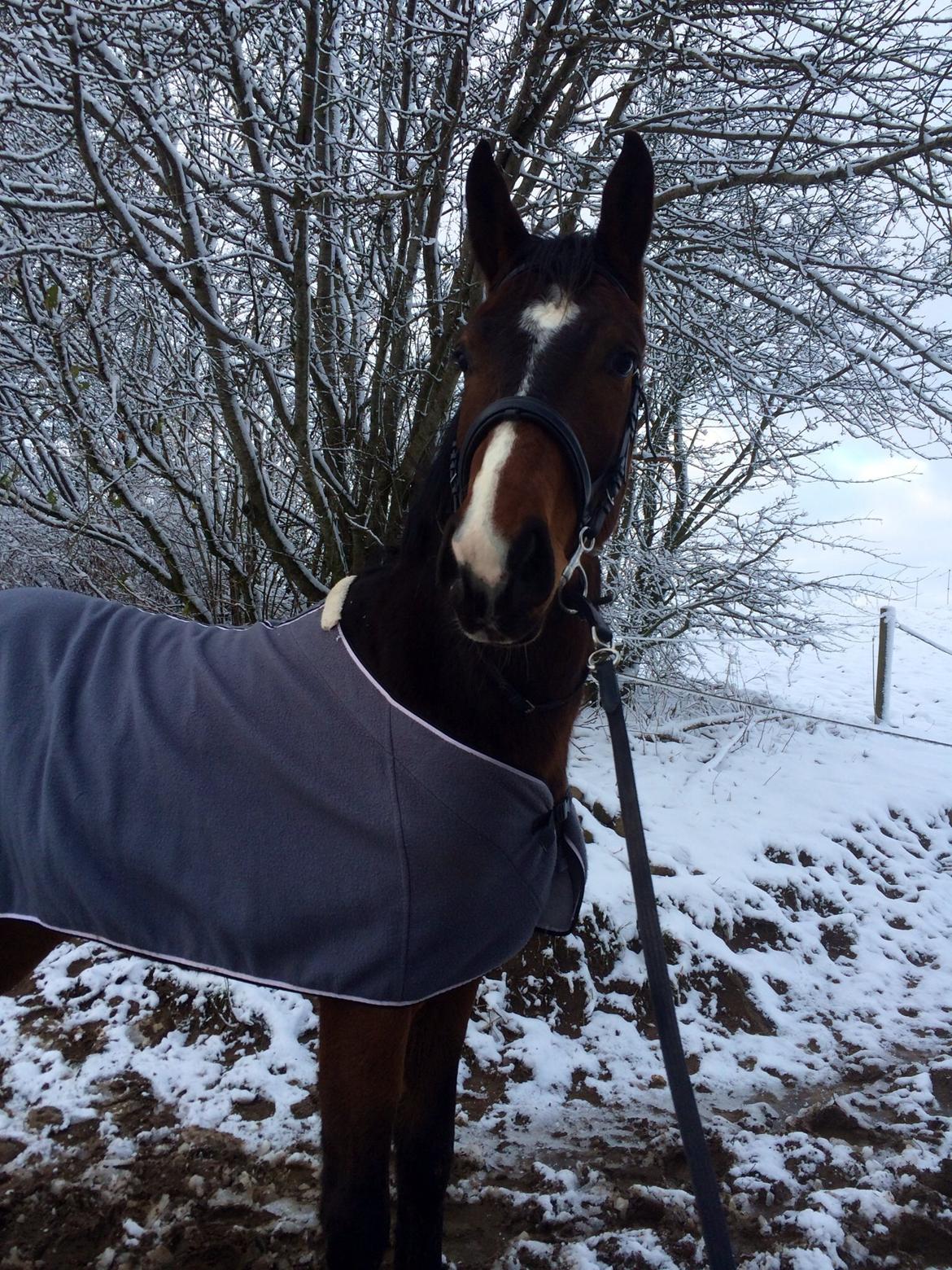 Pinto Hoelgaard´s Don Chirico billede 2