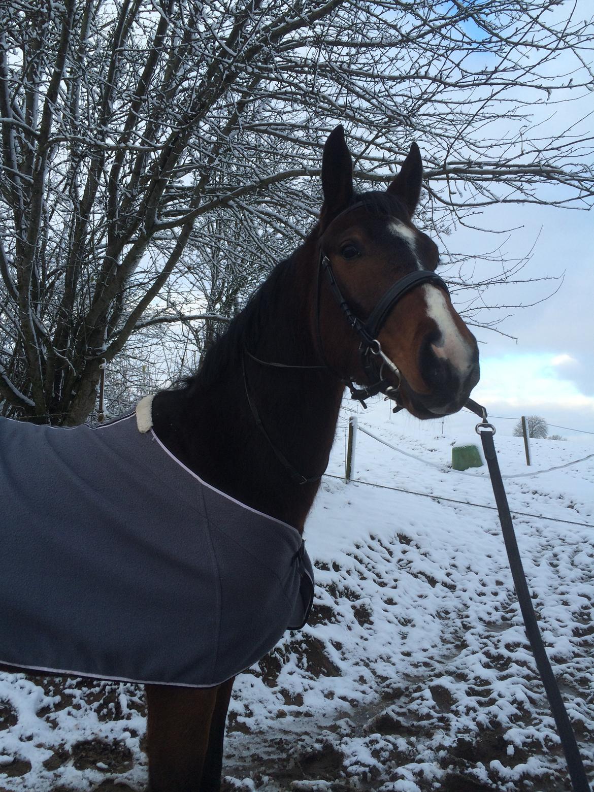 Pinto Hoelgaard´s Don Chirico billede 4