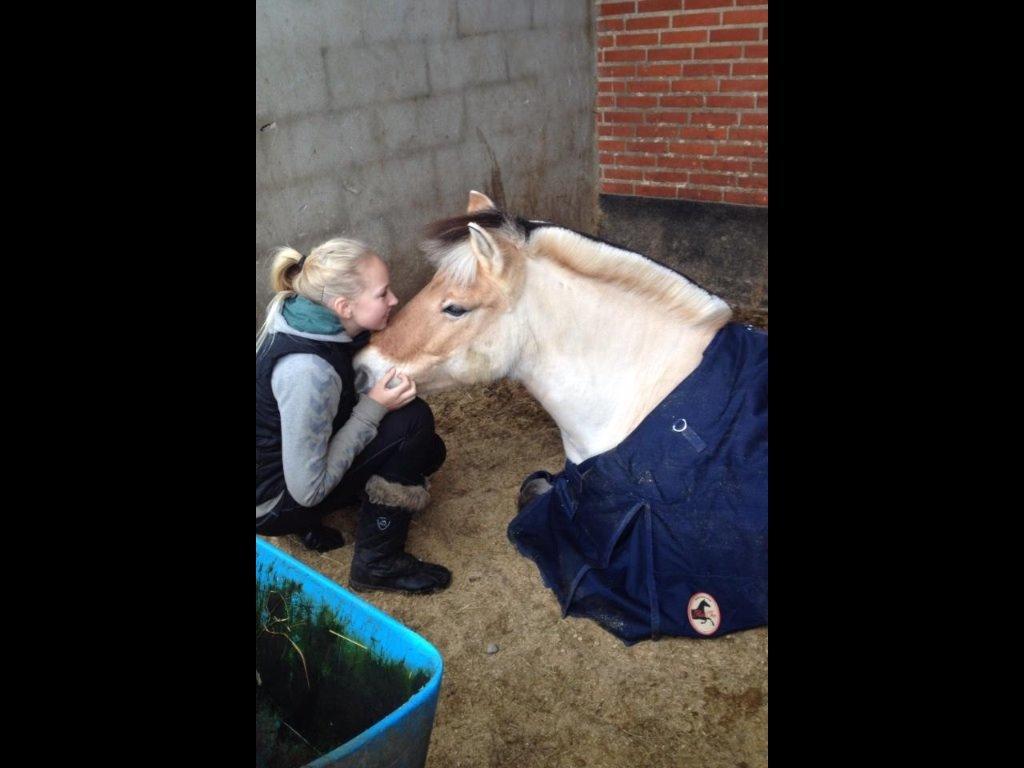 Fjordhest Camilla billede 19