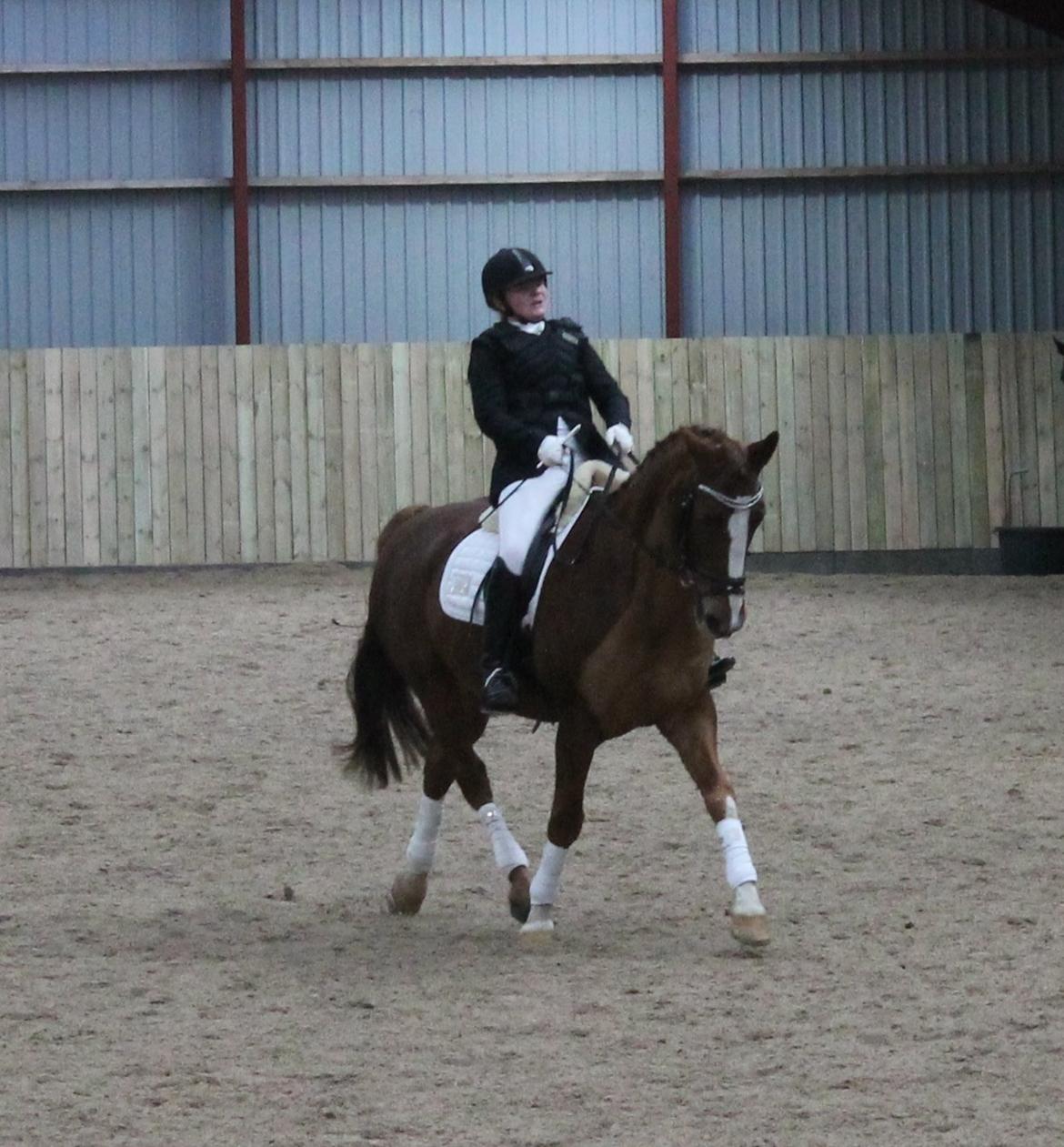 Dansk Varmblod Mirac Bomø - Opvarmning til LA1 (: billede 17