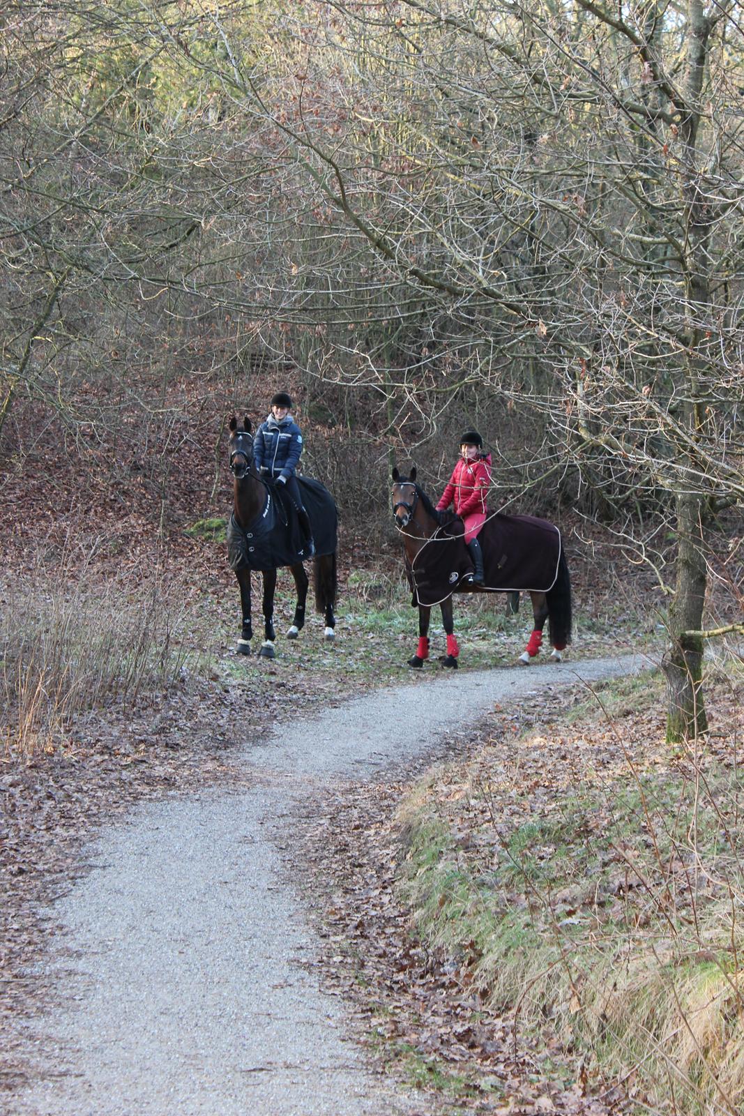 Trakehner M-speedy - Lillebror Florenzio og storebror Speedy på tur ;) - December 2014 billede 16