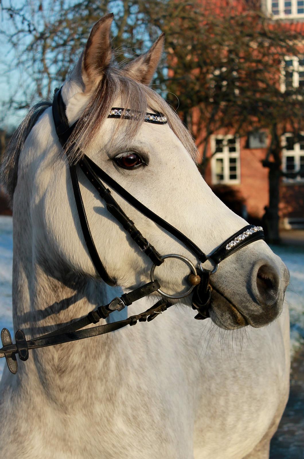 Anden særlig race CHEVAL B-pony - D. 26/12 2014 billede 13