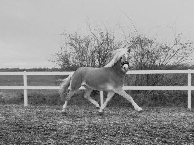Haflinger norway billede 3