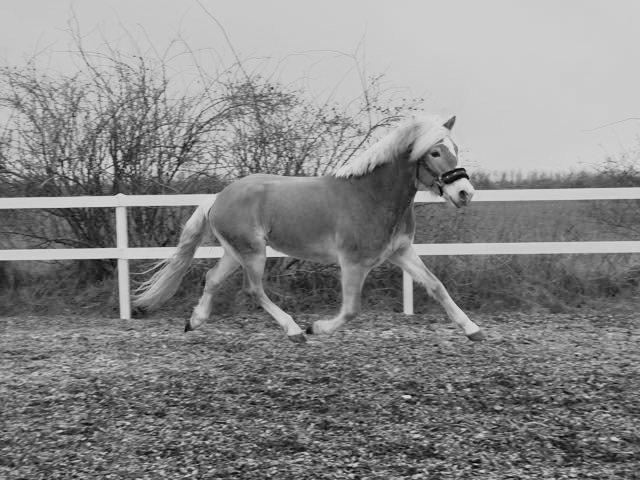 Haflinger norway billede 4