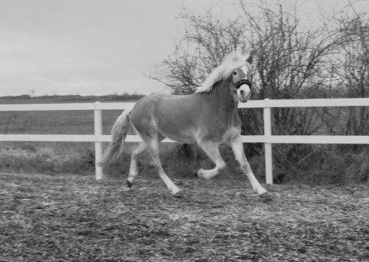 Haflinger norway billede 2