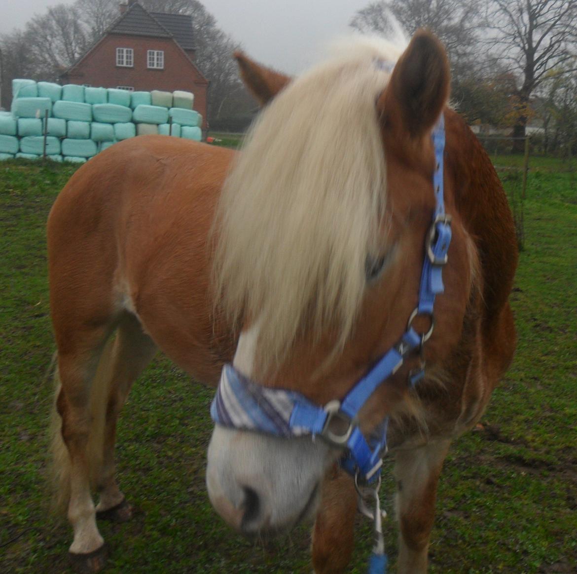Haflinger norway billede 12
