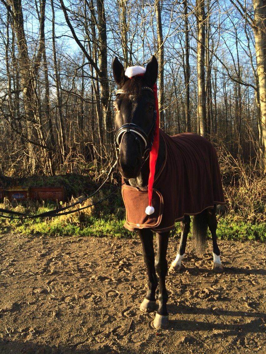 Dansk Varmblod Grandalsgårds Dakota -tidligere hest billede 13