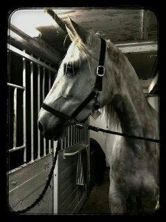 Shagya Araber (SH) Butterhills Khandiz (ejer) billede 3