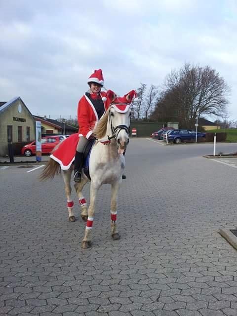 Shagya Araber (SH) Butterhills Khandiz (ejer) - her er et billede af Khandiz og jeg fra et jule optog vi var med til. billede 2