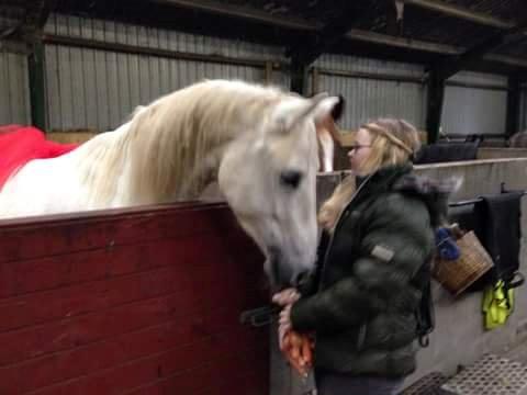 Shagya Araber (SH) Butterhills Khandiz (ejer) billede 6