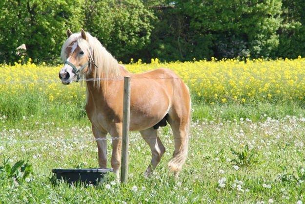 Haflinger norway billede 1