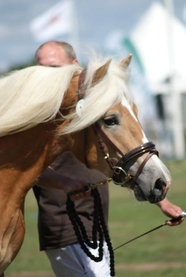 Haflinger norway billede 6