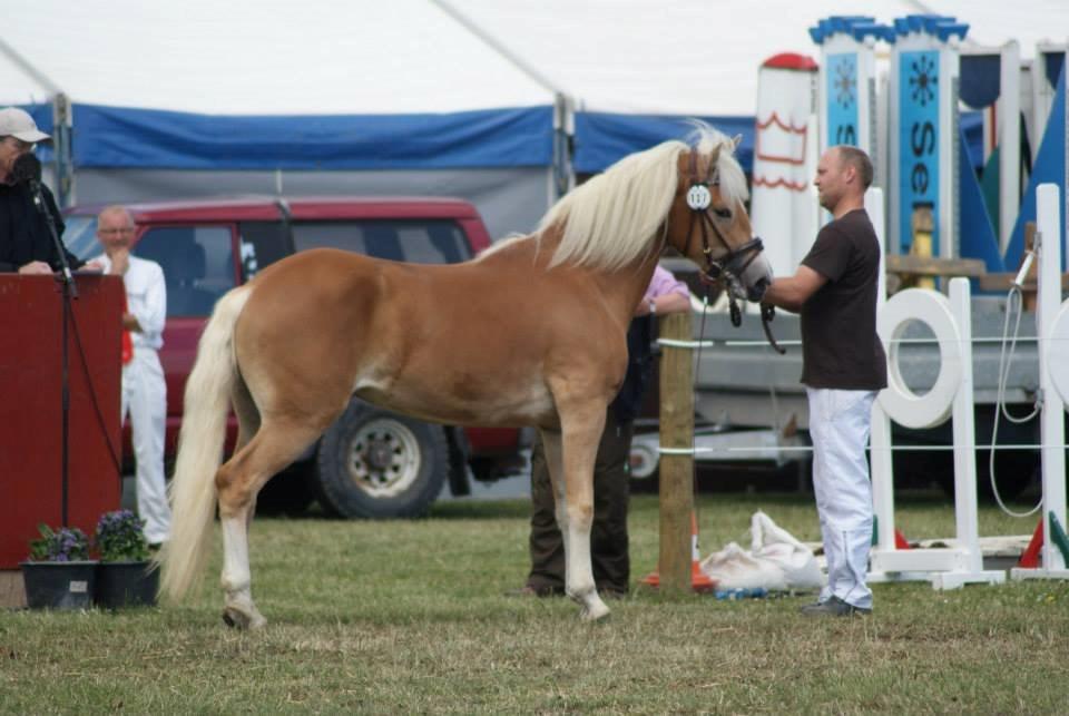 Haflinger norway billede 7
