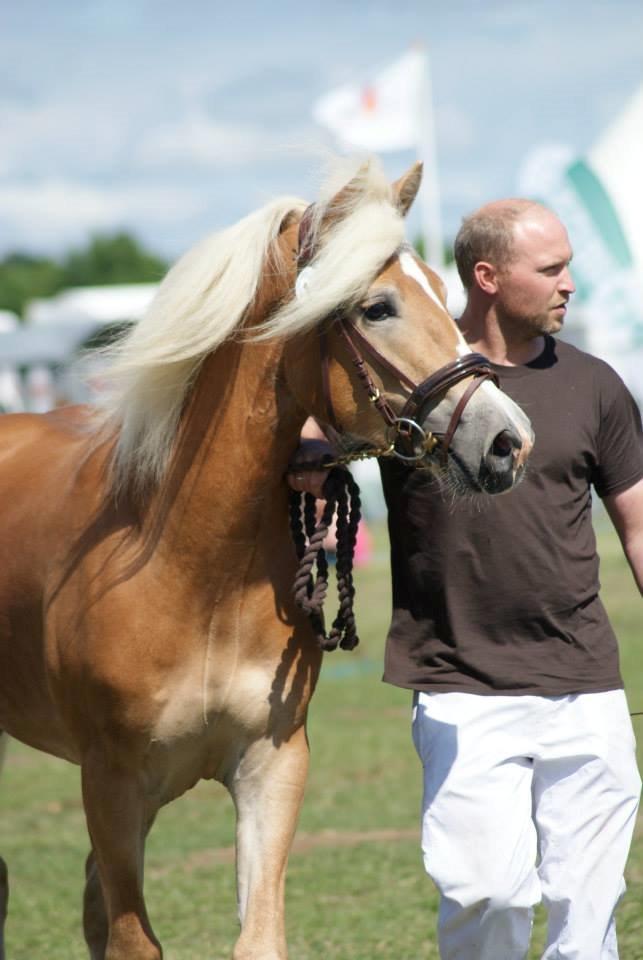 Haflinger norway billede 8