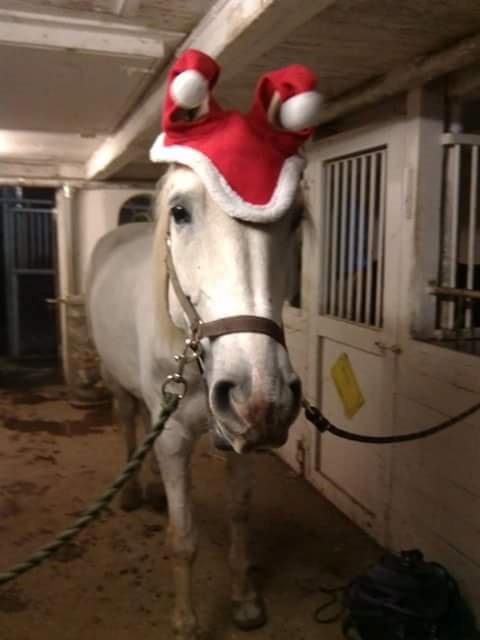 Shagya Araber (SH) Butterhills Khandiz (ejer) billede 1