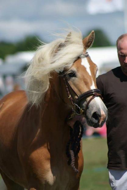 Haflinger norway billede 5