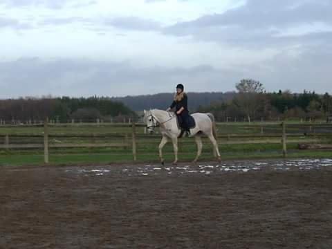 Shagya Araber (SH) Butterhills Khandiz (ejer) billede 4