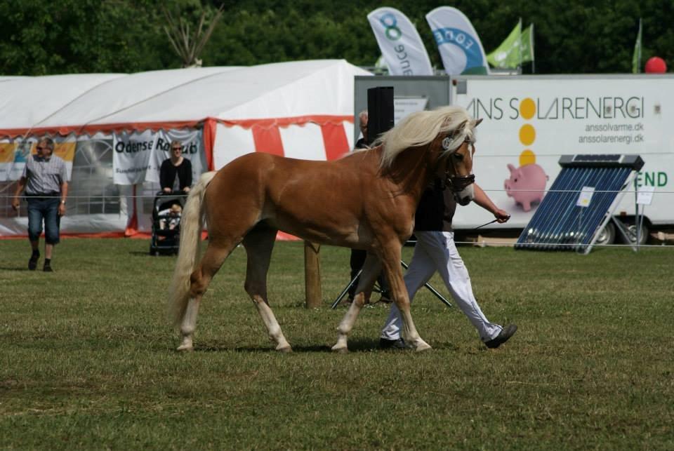 Haflinger norway billede 9