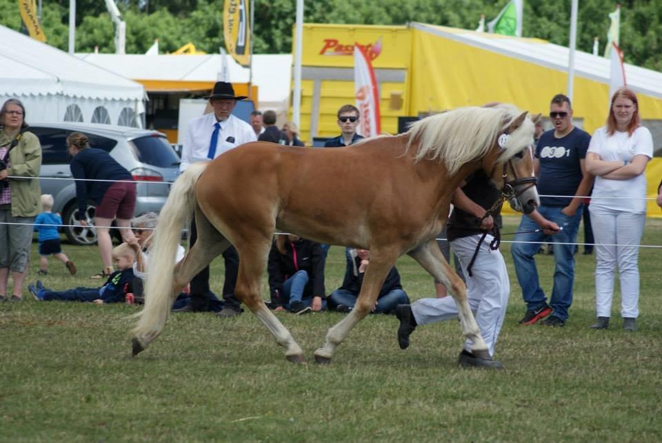 Haflinger norway billede 11